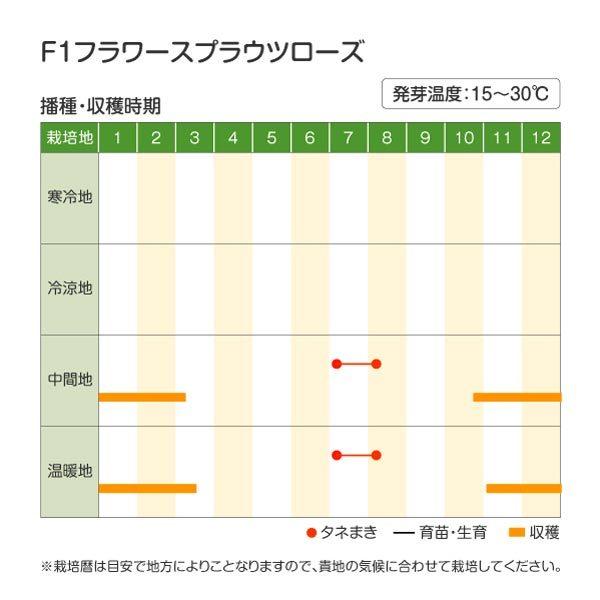 種 野菜たね 芽キャベツ F1フラワースプラウツ ローズ 1袋（15粒