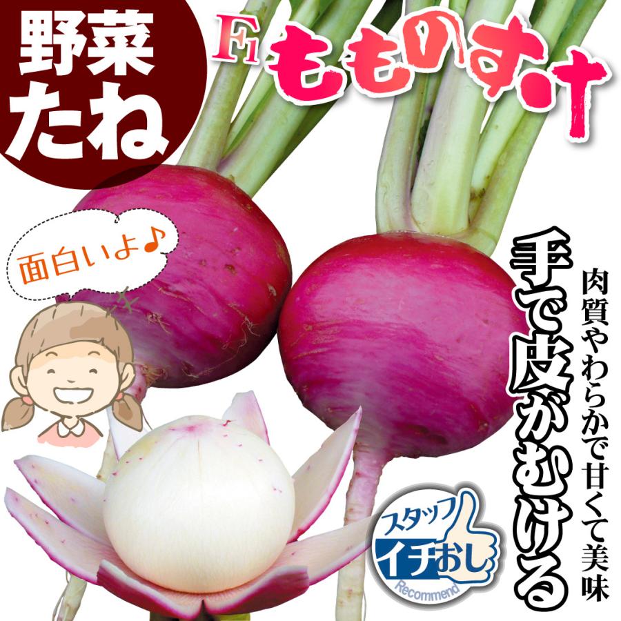 種 野菜たね カブ F1もものすけ 1袋（1ml） 蕪 野菜の種 国華園 : 花と