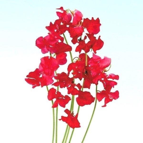 正規 スイートピー 種 レッド 1袋 800mg スイートピーの種 スイートピーの花 カオリエンドウ ジャコウエンドウ 花たね 花の種 種子 タネ 国華園 Aynaelda Com
