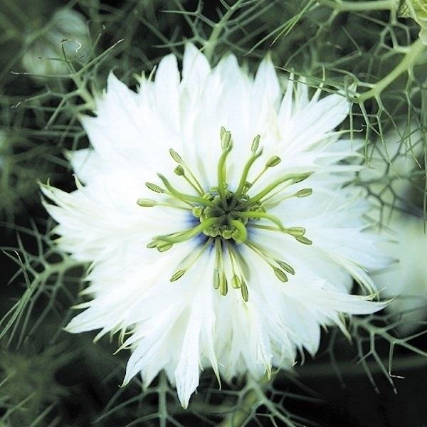 種 花たね 上質 ニゲラ 限定モデル 1000mg ホワイト 1袋
