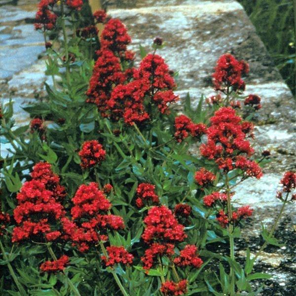 種 花たね セントランサス レッド 1袋 40粒 17n P7 0059 花と緑 国華園 通販 Yahoo ショッピング