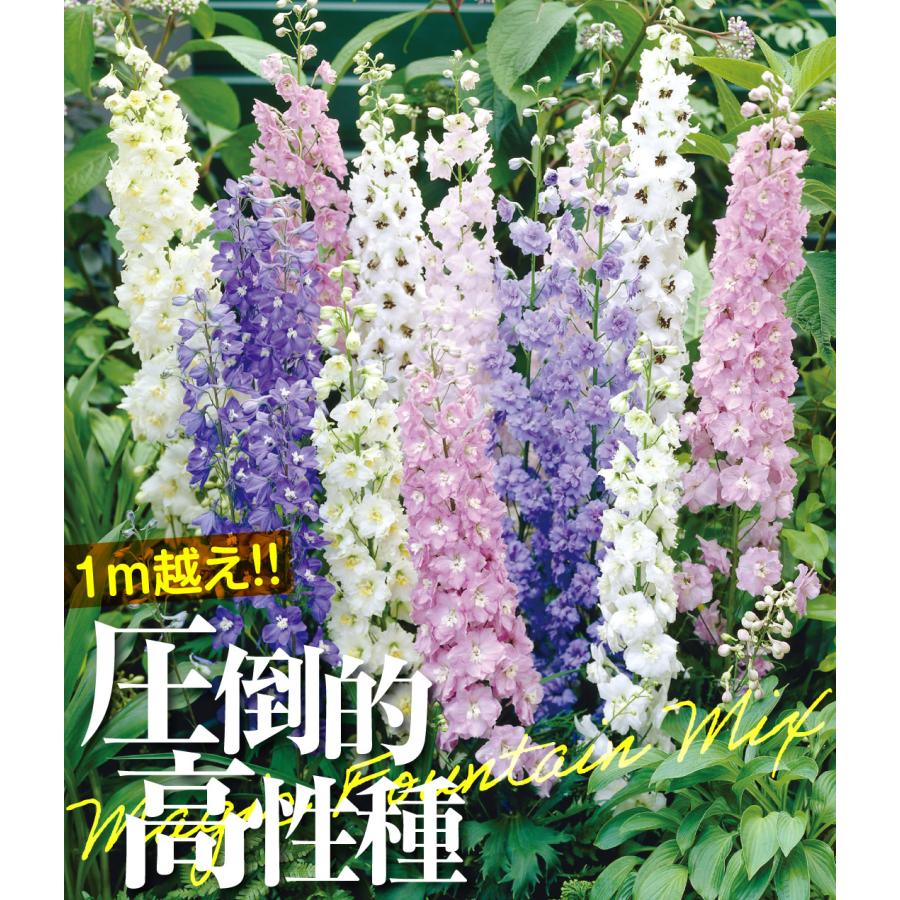 国華園 種 花たね デルフィニウム マジックファウンテンミックス 1袋