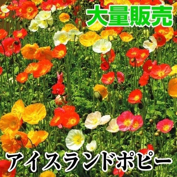超目玉枠 種 大量たね アイスランドポピー 1袋 10g アイスランドポピーの種 シベリアヒナゲシ 花たね 花の種 種子 タネ 国華園