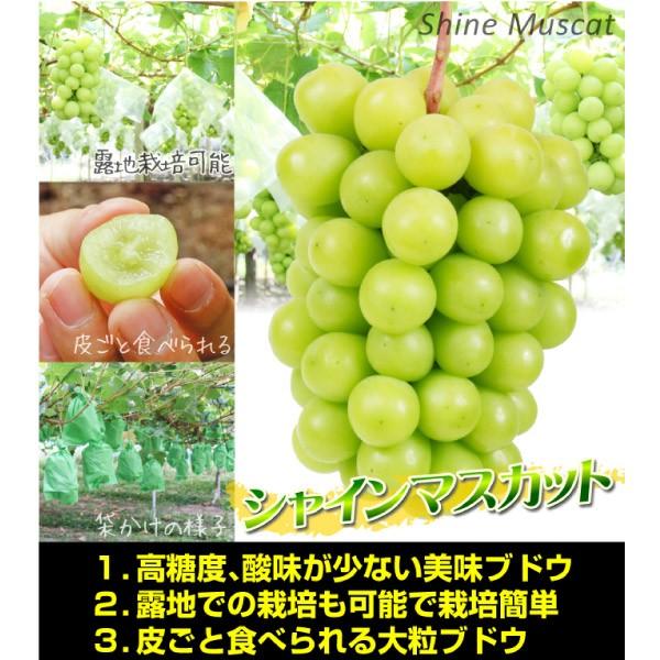 国華園 果樹苗 ブドウ シャインマスカットPVP 接木苗 1株 : 花と緑 国