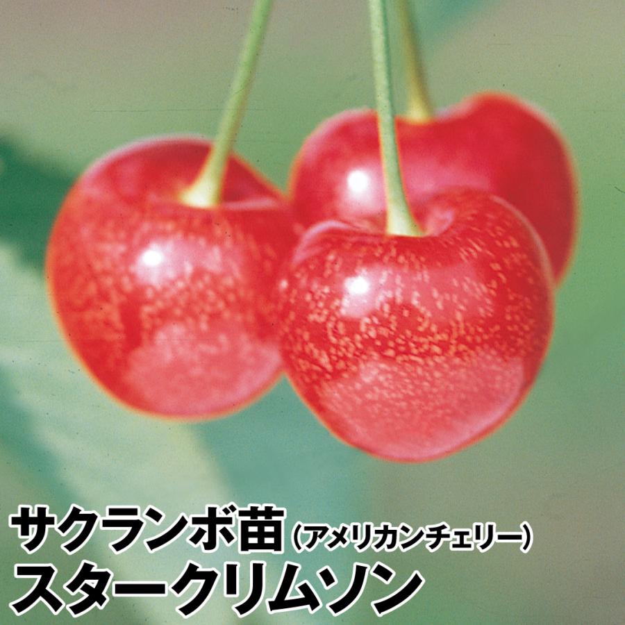 受注生産品 さくらんぼ 苗木 苗 スタークリムソン 1株 アメリカンチェリー 桜桃 チェリー サクランボの木 果樹苗 国華園 Kanoonostadan Ir