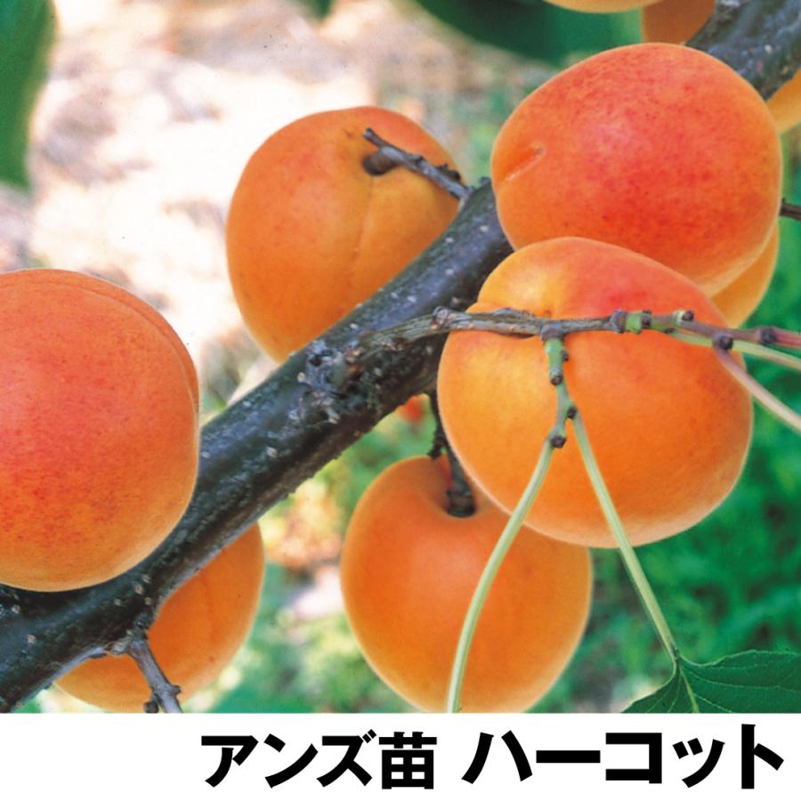 アンズ 苗木 ハーコット 1株 あんず 杏 苗 杏の木 果樹苗 国華園 17n P8 0149 花と緑 国華園 通販 Yahoo ショッピング