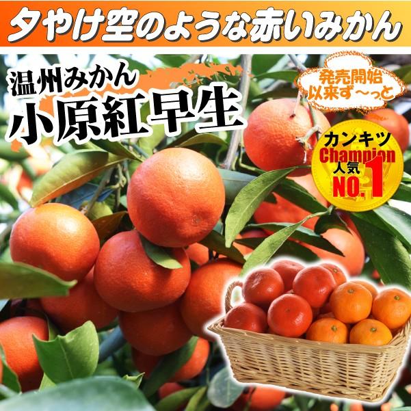 小原紅早生　みかん　苗　実付き ◇送料無料◇ □優良2年生大苗□ みかん 苗木 【小原紅早生 （おばらべ
