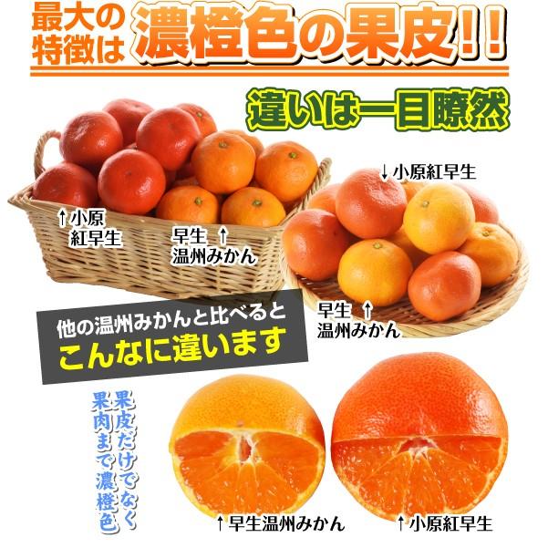 温州みかん 小原紅早生 3株 カンキツ 果樹苗 国華園 : 花と緑 国華園