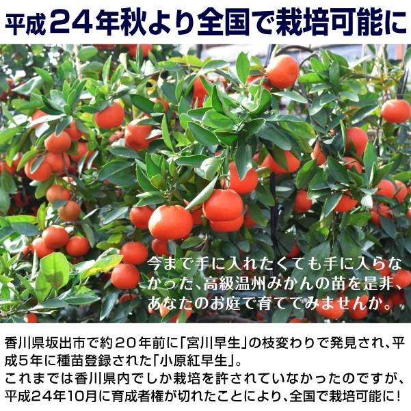 国華園 果樹苗 温州みかん カンキツ 小原紅早生 3株 : 花と緑 国華園