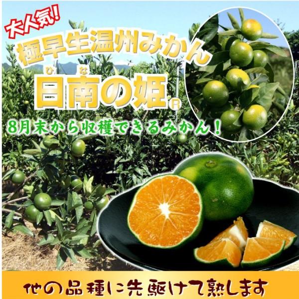 温州みかん 日南の姫R 1株 カンキツ 果樹苗 国華園 : 花と緑 国華園