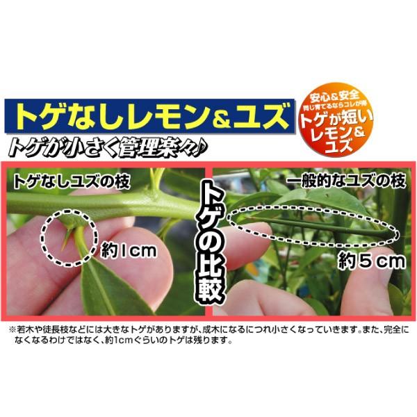 無農薬 レモンの苗木 特大株 果樹 品種名不明 無農薬 レモンの苗木 特大株 果樹 品種名不明 柑橘類の苗