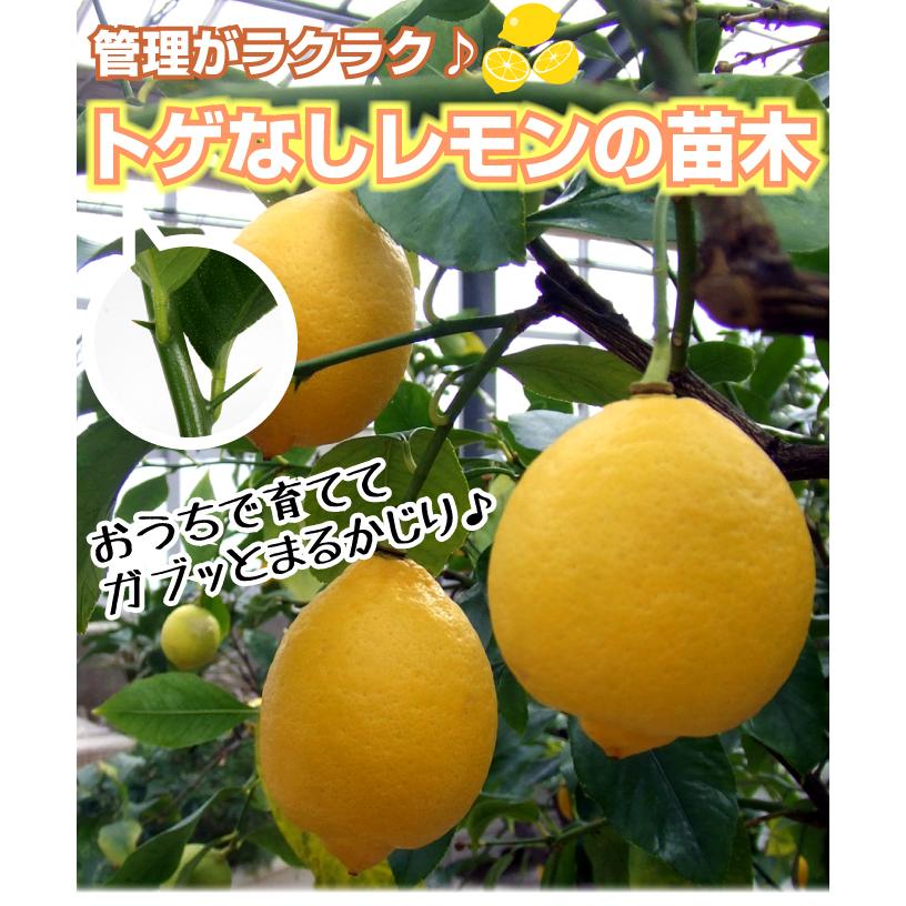 国華園 果樹苗 カンキツ トゲなしレモン 1株 : 花と緑 国華園 - 通販