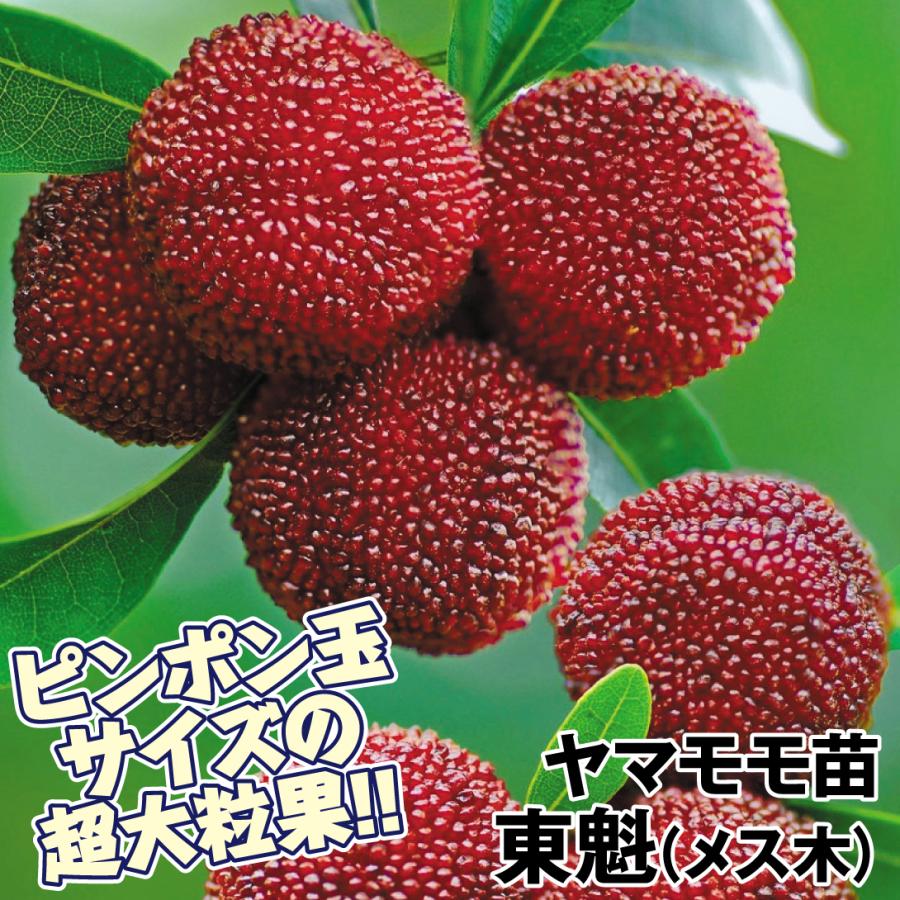 ヤマモモ 東魁 (メス木) 1株 果樹苗 国華園 : 花と緑 国華園 - 通販