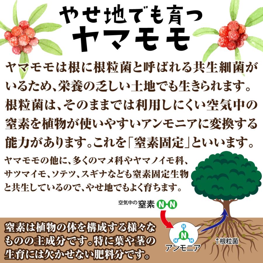 国華園 ヤマモモ苗 東魁 (メス木) 1株 接木1年生ポット苗 常緑果樹苗
