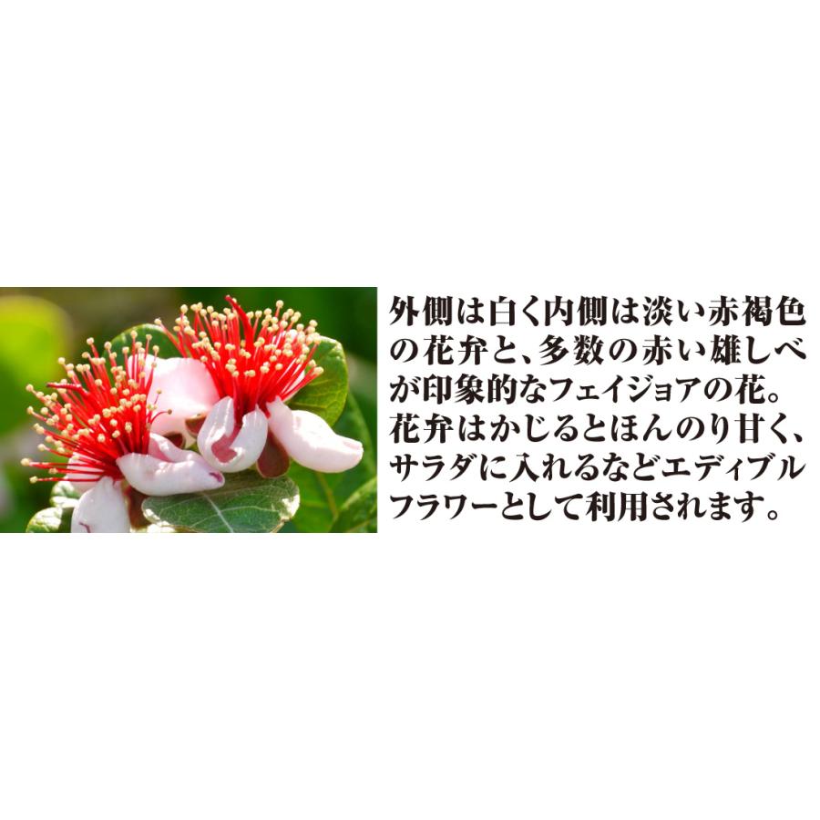 国華園 果樹苗 フェイジョア クーリッジ 1株 : 花と緑 国華園 - 通販