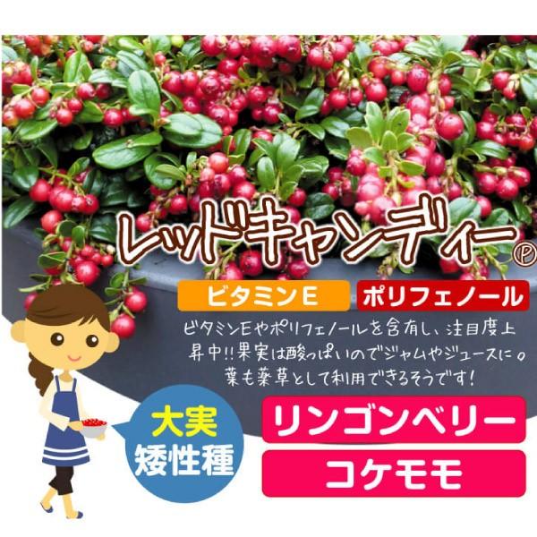 コケモモ 苗木 レッドキャンディｐ 1株 リンゴンベリー こけもも 苔桃 苗 コケモモの木 果樹苗 国華園 17n P8 0238 花と緑 国華園 通販 Yahoo ショッピング