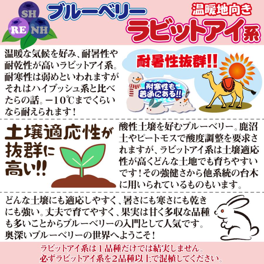 国華園 果樹苗 ラビットアイ系 ブルーベリー ブライトブルー 挿木3年生