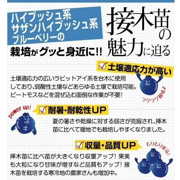 ブルーベリー 苗木 オニールr 接木1年生苗 1株 サザンハイブッシュ系 苗 ブルーベリーの木 果樹苗 国華園 17n P8 0300 花と緑 国華園 通販 Yahoo ショッピング