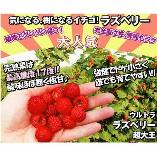 キイチゴ ウルトララズベリー超大王 (HARA-Rasp 品種登録出願中) 3株