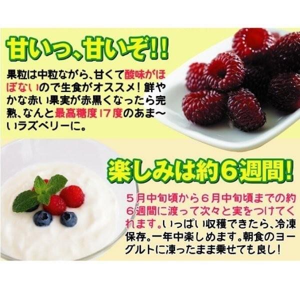 キイチゴ ウルトララズベリー超大王 (HARA-Rasp 品種登録出願中) 3株