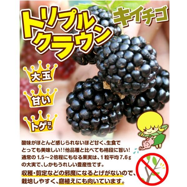ブラックベリー 苗 ブラックベリー トリプルクラウン 1株 キイチゴ 木苺 木いちご 苗木 果樹苗 国華園 17n P8 0336 花と緑 国華園 通販 Yahoo ショッピング