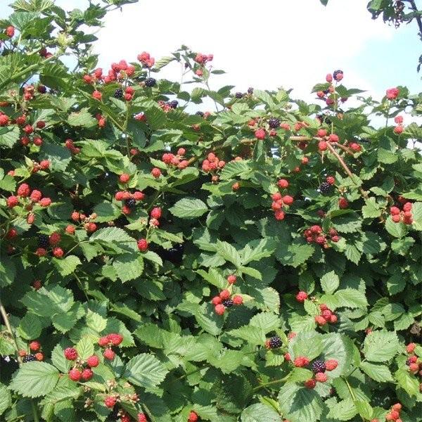 キイチゴ ブラックベリー トリプルクラウン 1株 果樹苗 国華園 : 花と