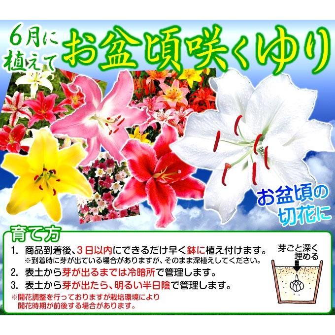 殿堂 ユリ 球根 花ユリ 8月咲 ゴールデンカサブランカ コンカドール 9球 国華園 Wantannas Go Id