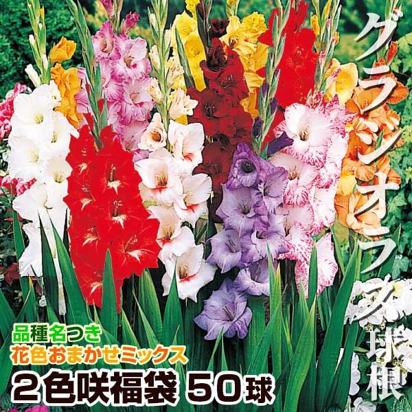 グラジオラス 球根 2色咲福袋 50球 (品種見計らい・名称付き) グラジオラスの球根 春植え球根（Yahoo!・花と緑 国華園）