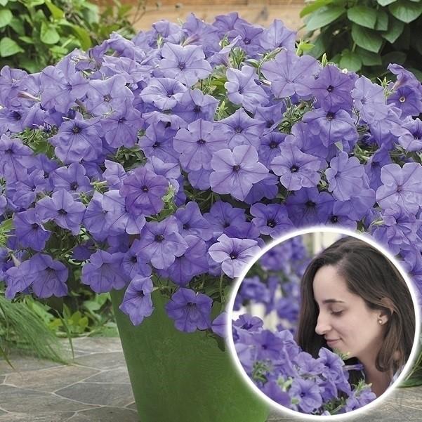 ペチュニア 苗 ブルームーン 3株 花苗 ペチュニアの苗 18 P2 0032 花と緑 国華園 通販 Yahoo ショッピング