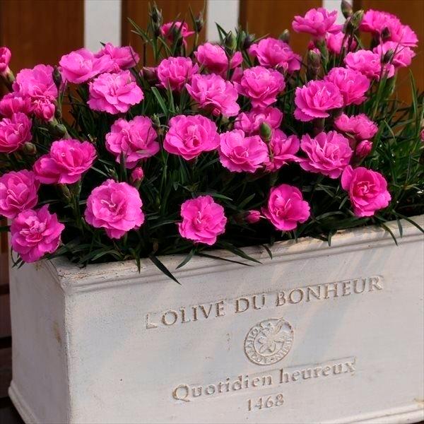 ナデシコ苗 四季咲きナデシコ スウィートティアラ 2株 ナデシコの苗 撫子 ダイアンサス 花の苗 花苗 国華園 18 P2 0043 花と緑 国華園 通販 Yahoo ショッピング