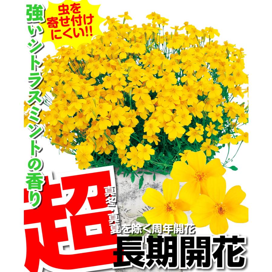 花苗 宿根マリーゴールド ゴールドメダルPVP 3株 : 花と緑 国華園