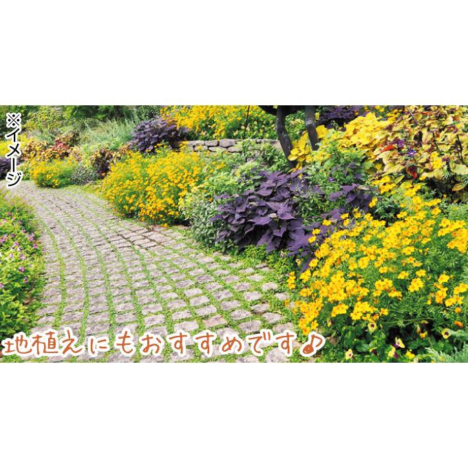 花苗 宿根マリーゴールド ゴールドメダルPVP 3株 / PW : 花と緑 国華園