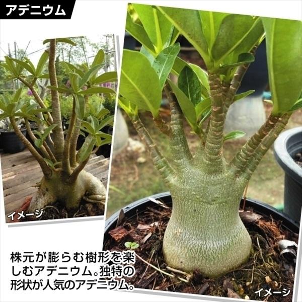 インテリアプランツ アデニウム アラビカム 1株（Yahoo!・花と緑 国華園）