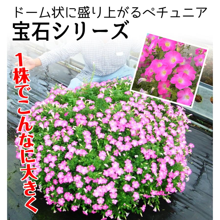 国華園 花苗 ペチュニア マドンナの宝石 ピンクPVP 2株 : 花と緑 国