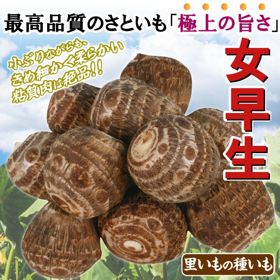 里いも種芋 女早生 1kg / 里芋 里いも 里イモ さといも 種芋 タネイモ