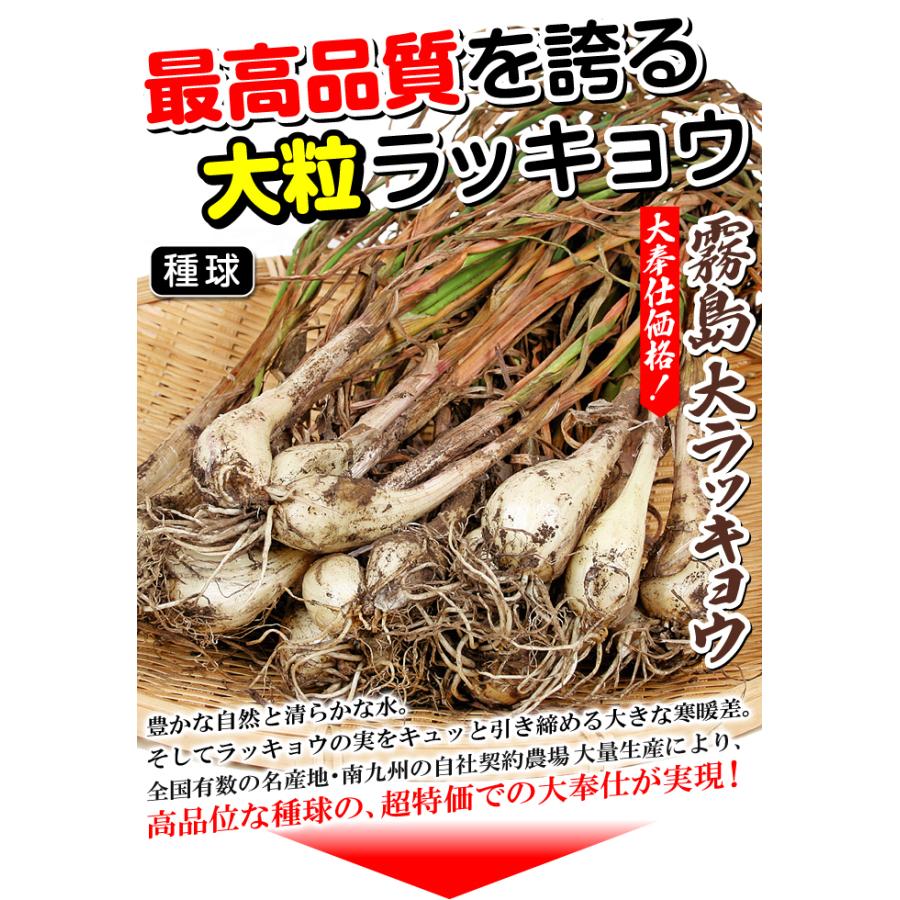 ラッキョウ種球 霧島大ラッキョウ1kg : 花と緑 国華園 - 通販 - Yahoo