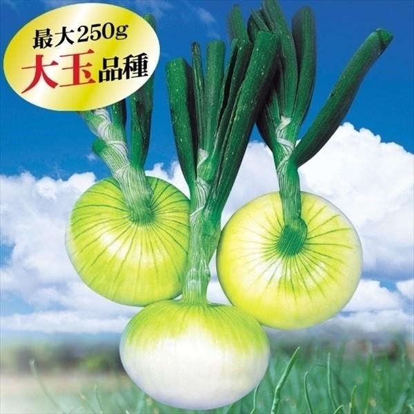 冬どり玉ねぎ 種球 F1フレッシュオニオン1kg（Yahoo!・花と緑 国華園）