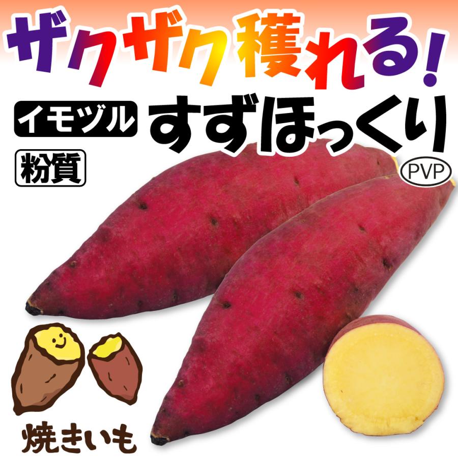 イモヅル 芋づる すずほっくりPVPイモヅル20本 / さつまいもの苗