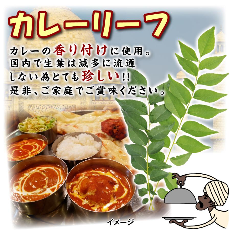 国華園 有用植物苗 カレーリーフ1株 / カレーライス 本格的 スパイス