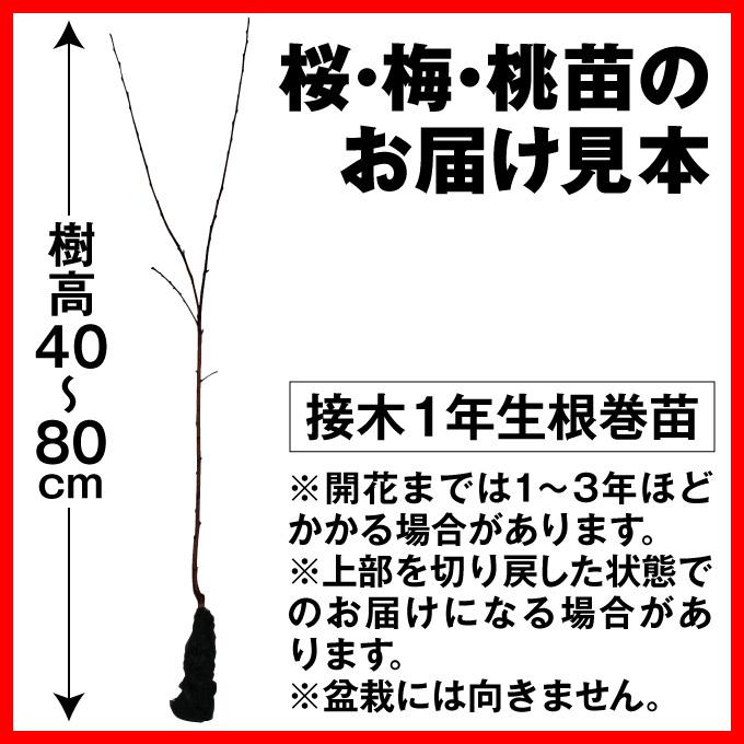 桜 苗 苗木 染井吉野 3株 / ソメイヨシノ さくら サクラ 桜の苗木 桜の木 庭木 植木 花木苗｜kokkaen｜03