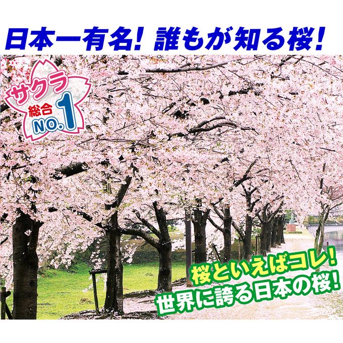 桜 苗 苗木 染井吉野 3株 / ソメイヨシノ さくら サクラ 桜の苗木 桜の木 庭木 植木 花木苗｜kokkaen｜02