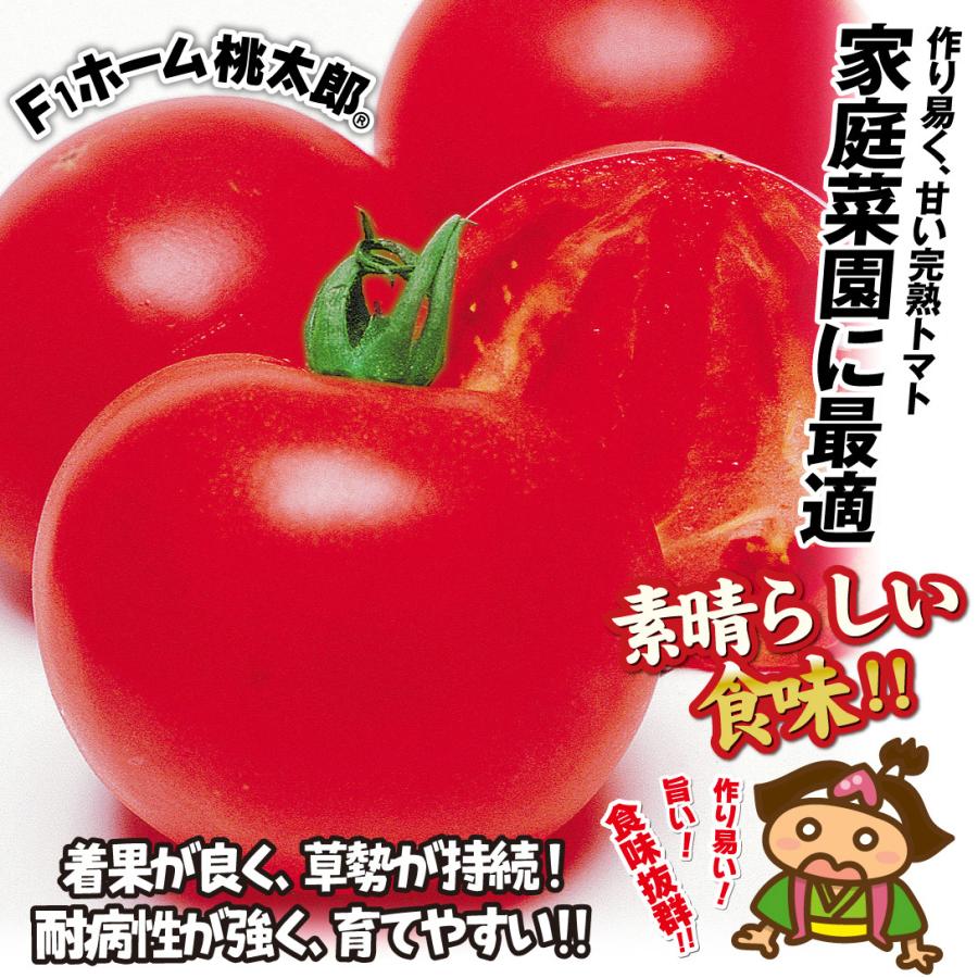 接木野菜苗 大玉トマト 接木F1ホーム桃太郎R 4株 ももたろう やさいな