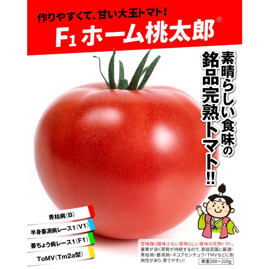 接木野菜苗 大玉トマト 接木F1ホーム桃太郎R 4株 ももたろう やさいな