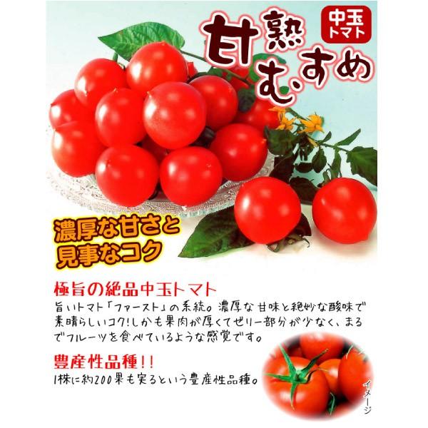 接木野菜苗 中玉トマト 接木F1甘熟むすめ 20株  やさいなえ なえ 国華園の画像