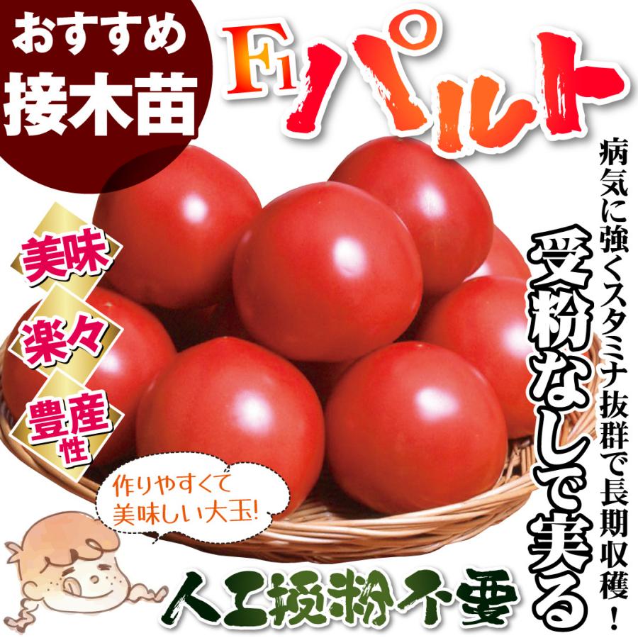 接木野菜苗 大玉トマト 接木F1パルト（農林水産省登録品種 登録名：SAKTOM011）PVP 20株  やさいなえ なえ 国華園の画像