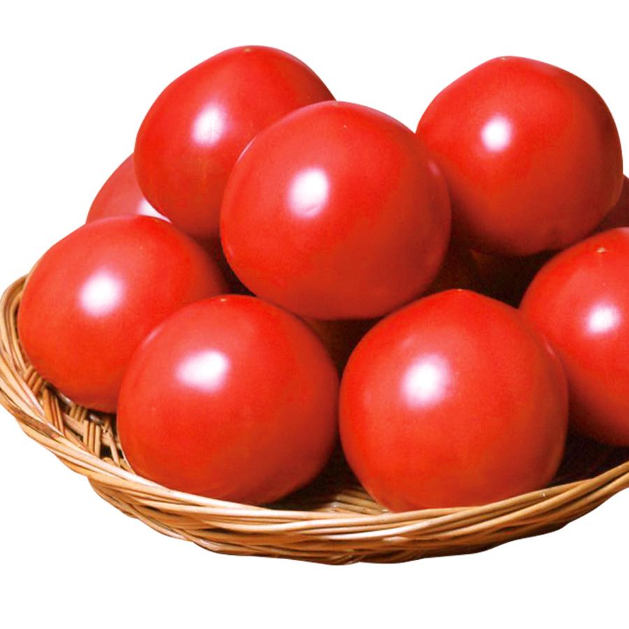 接木野菜苗 大玉トマト 接木F1パルト（農林水産省登録品種 登録名：SAKTOM011）PVP 20株  やさいなえ なえ 国華園の画像