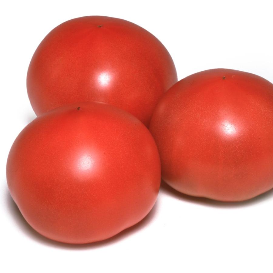 接木野菜苗 大玉トマト 接木F1ルネッサンス（農林水産省登録品種登録名