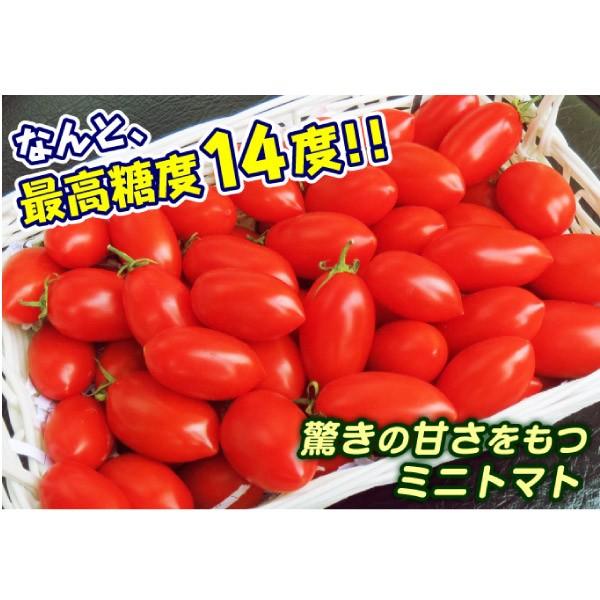接木野菜苗 ミニトマト 接木F1豊産あま娘 16株  やさいなえ なえ 国華園の画像
