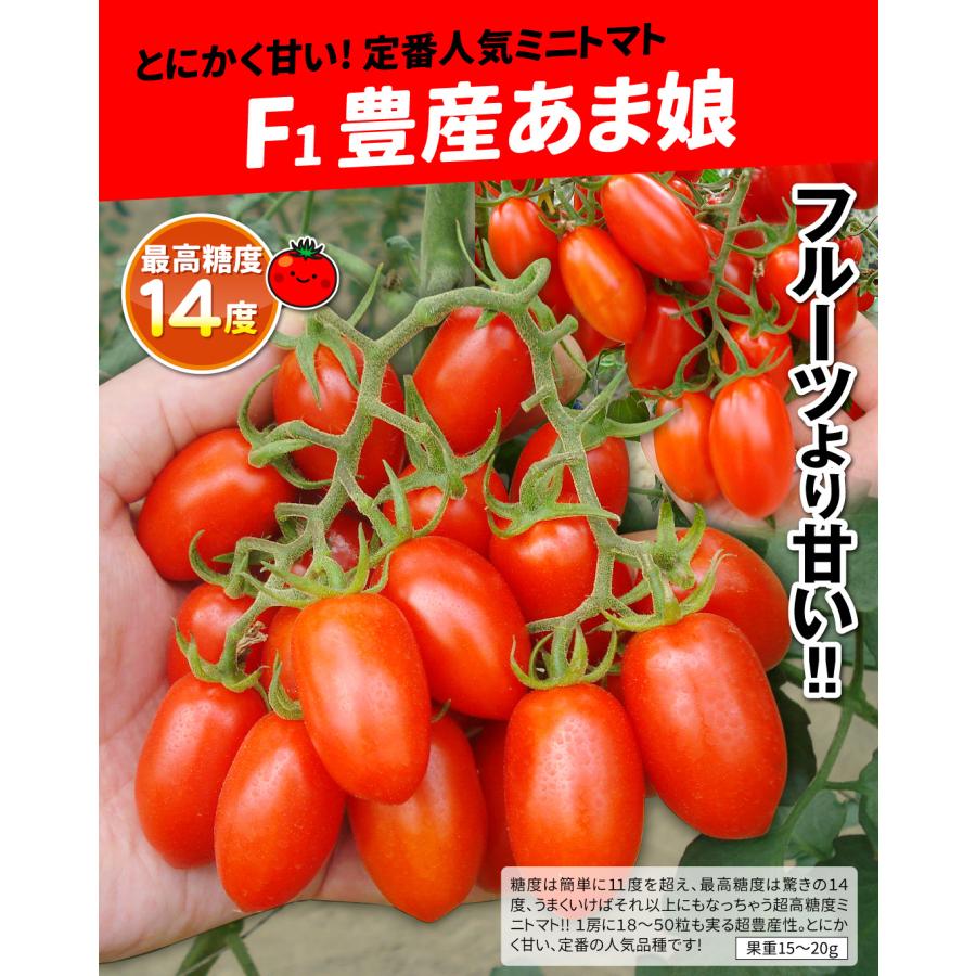 接木野菜苗 ミニトマト 接木F1豊産あま娘 16株  やさいなえ なえ 国華園の画像