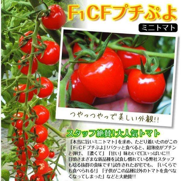 接木野菜苗 ミニトマト 接木F1CFプチぷよII 20株  やさいなえ なえ 国華園の画像